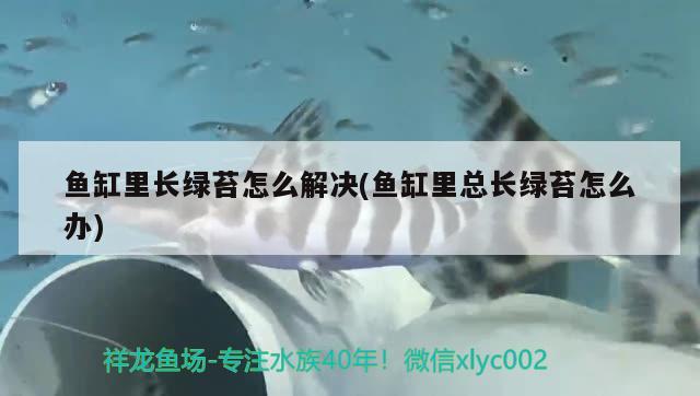 魚缸加維生素C片對銀龍有什么好處(魚缸中加維生素c) 眼斑魚 第1張