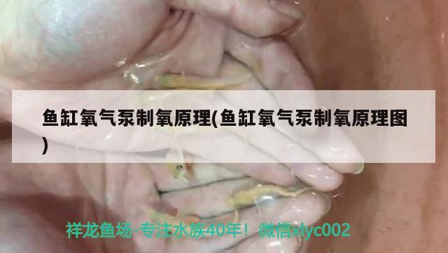 魚缸氧氣泵制氧原理(魚缸氧氣泵制氧原理圖)