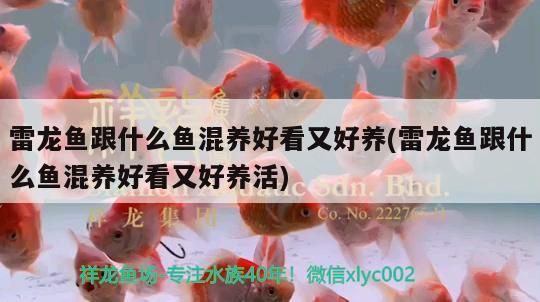 雷龍魚跟什么魚混養(yǎng)好看又好養(yǎng)(雷龍魚跟什么魚混養(yǎng)好看又好養(yǎng)活)