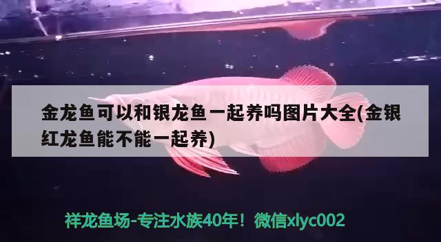 蘇州魚缸制作廠家地址在哪里?。ㄌK州魚缸制作廠家地址在哪里啊多少錢） 觀賞魚市場 第1張