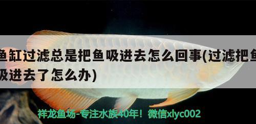 新疆是個好地方噢耶 古典過背金龍魚 第1張