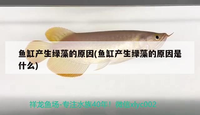 魚缸產(chǎn)生綠藻的原因(魚缸產(chǎn)生綠藻的原因是什么) 巴卡雷龍魚