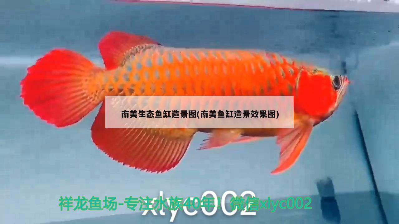 南美生態(tài)魚缸造景圖(南美魚缸造景效果圖) 粗線銀版魚苗 第2張