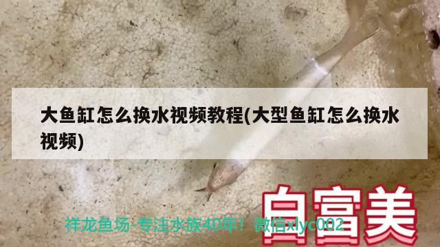 大魚缸怎么換水視頻教程(大型魚缸怎么換水視頻) 斑馬鴨嘴魚苗