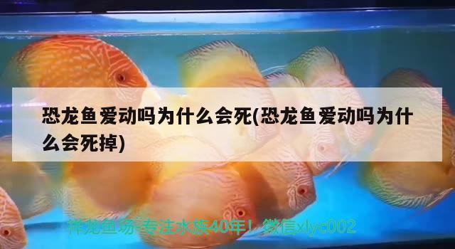 恐龍魚愛動嗎為什么會死(恐龍魚愛動嗎為什么會死掉) 和尚魚