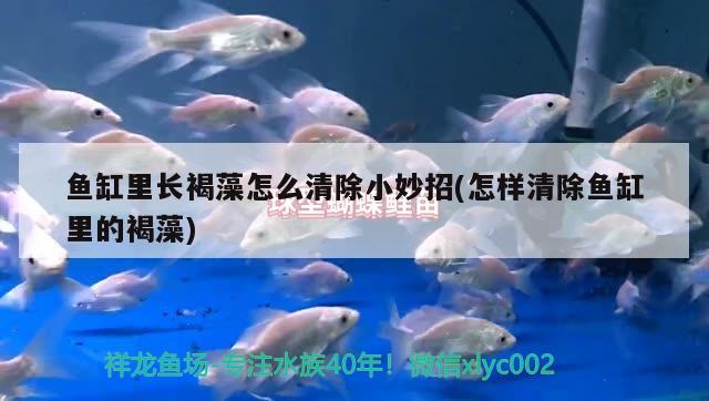 魚缸里長褐藻怎么清除小妙招(怎樣清除魚缸里的褐藻) 水溫計