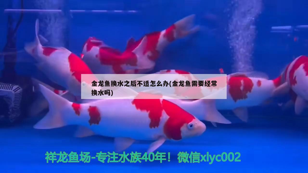 金龍魚換水之后不適怎么辦(金龍魚需要經(jīng)常換水嗎) 和尚魚