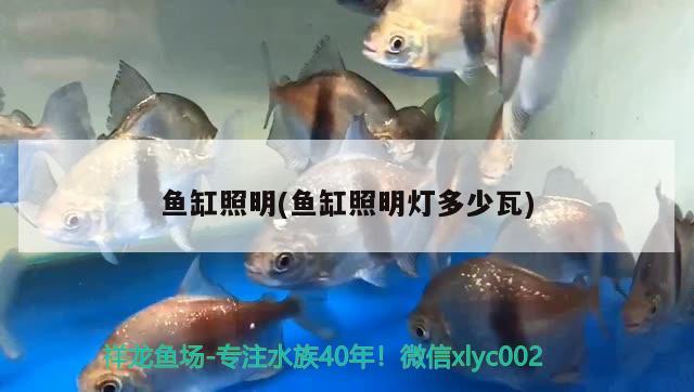 魚(yú)缸照明(魚(yú)缸照明燈多少瓦) 申古三間魚(yú)