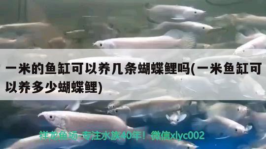 一米的魚缸可以養(yǎng)幾條蝴蝶鯉嗎(一米魚缸可以養(yǎng)多少蝴蝶鯉) 蝴蝶鯉