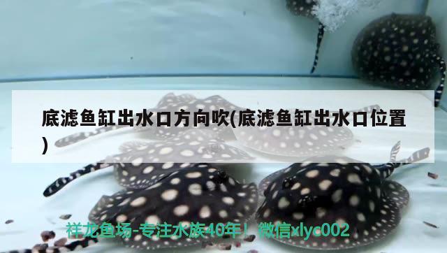 底濾魚缸出水口方向吹(底濾魚缸出水口位置) 白子銀龍魚苗