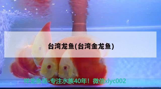 臺灣龍魚(臺灣金龍魚) 廣州祥龍國際水族貿(mào)易