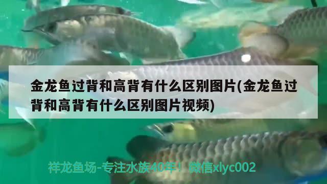 金龍魚過背和高背有什么區(qū)別圖片(金龍魚過背和高背有什么區(qū)別圖片視頻) 稀有金龍魚