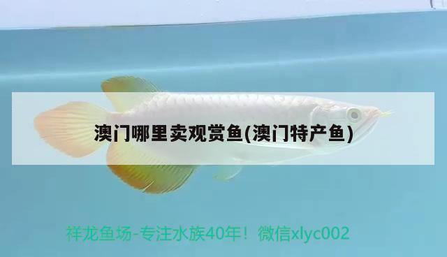 澳門哪里賣觀賞魚(澳門特產(chǎn)魚) 廣州祥龍國際水族貿(mào)易