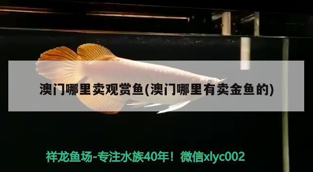 澳門哪里賣觀賞魚(澳門哪里有賣金魚的) 廣州祥龍國際水族貿(mào)易