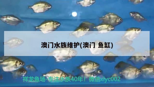 澳門水族維護(hù)(澳門魚缸)