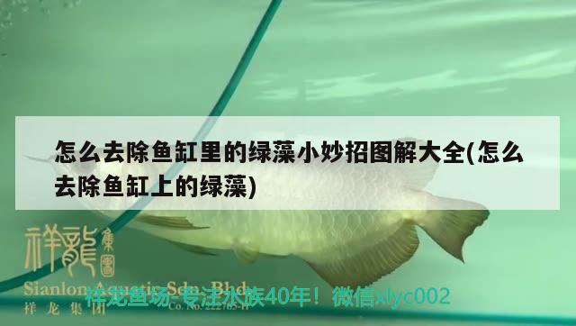 怎么去除魚缸里的綠藻小妙招圖解大全(怎么去除魚缸上的綠藻)