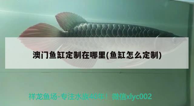 澳門魚缸定制在哪里(魚缸怎么定制) 廣州祥龍國際水族貿(mào)易