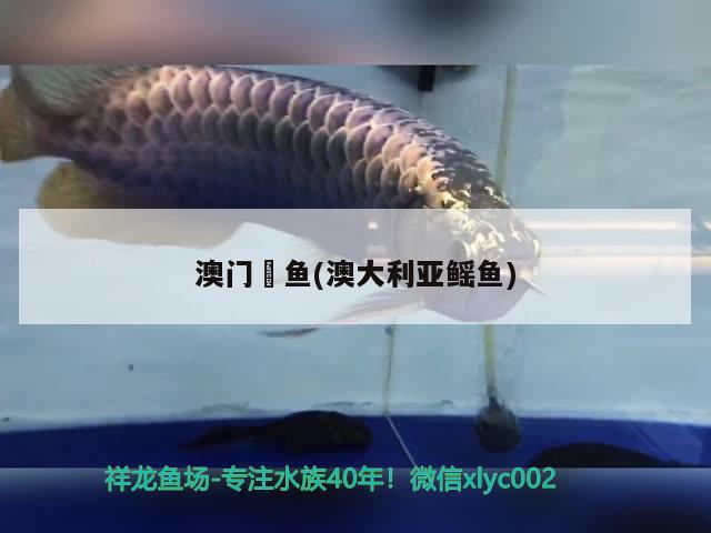 澳門魟魚(澳大利亞鰩魚) 廣州祥龍國際水族貿(mào)易