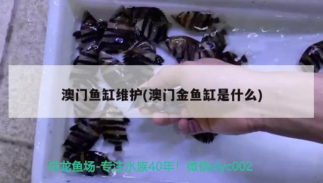 澳門魚缸維護(hù)(澳門金魚缸是什么)