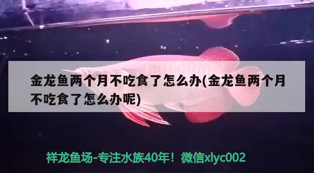 魚刺卡在喉嚨被魚刺卡住了怎么辦魚刺卡在喉嚨里怎么辦（喉嚨被魚刺卡住了怎么辦？） 委內(nèi)瑞拉奧里諾三間魚 第2張