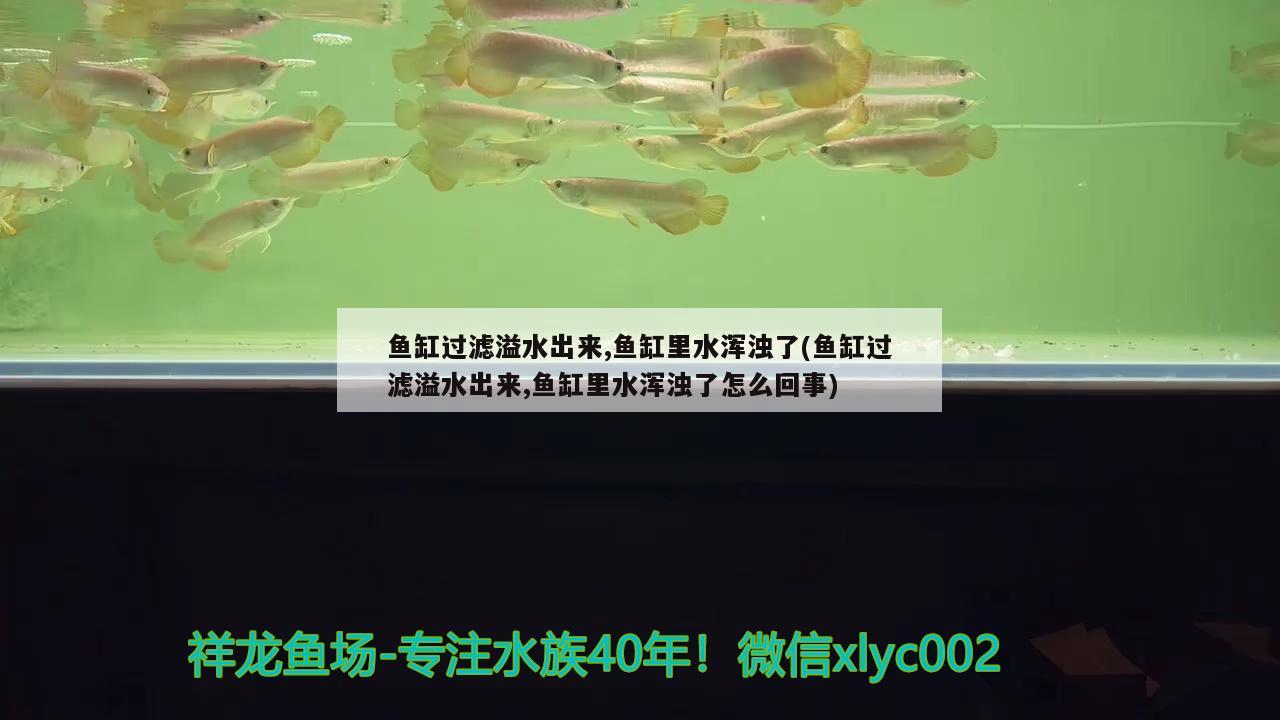 魚缸過濾溢水出來,魚缸里水渾濁了(魚缸過濾溢水出來,魚缸里水渾濁了怎么回事)