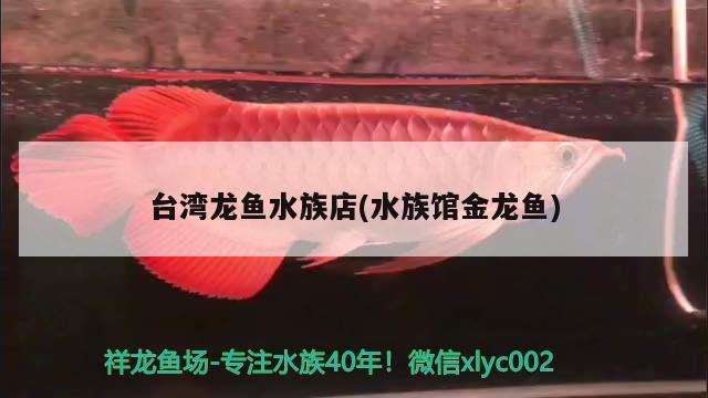 臺(tái)灣龍魚水族店(水族館金龍魚) 廣州祥龍國(guó)際水族貿(mào)易