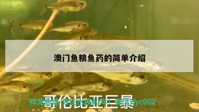 魚缸檢疫用什么藥(海魚檢疫缸用什么藥) 南美異型魚