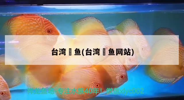 臺(tái)灣魟魚(臺(tái)灣魟魚網(wǎng)站) 廣州祥龍國際水族貿(mào)易