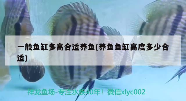 一般魚缸多高合適養(yǎng)魚(養(yǎng)魚魚缸高度多少合適) 眼斑魚