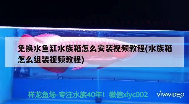 免換水魚缸水族箱怎么安裝視頻教程(水族箱怎么組裝視頻教程)