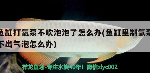 魚缸打氧泵不吹泡泡了怎么辦(魚缸里制氧泵不出氣泡怎么辦) 祥龍傳奇品牌魚缸