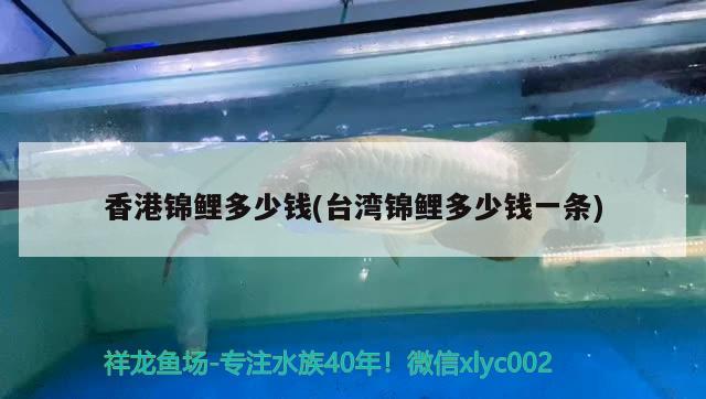 香港錦鯉多少錢(臺(tái)灣錦鯉多少錢一條) 廣州祥龍國(guó)際水族貿(mào)易