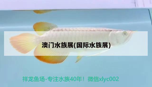 上海雅彩魚缸廠家電話號碼多少啊(上海雅彩魚缸售后電話)