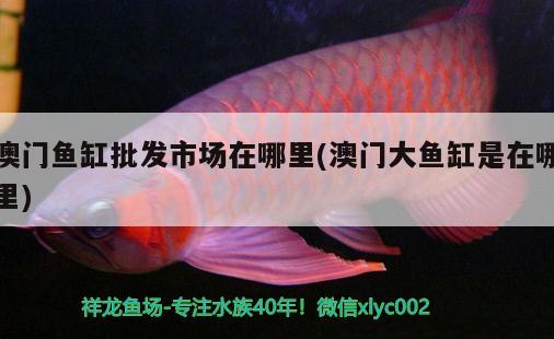 紅龍魚和金龍魚是一個品種嗎，怎么區(qū)分紅龍魚和金龍魚