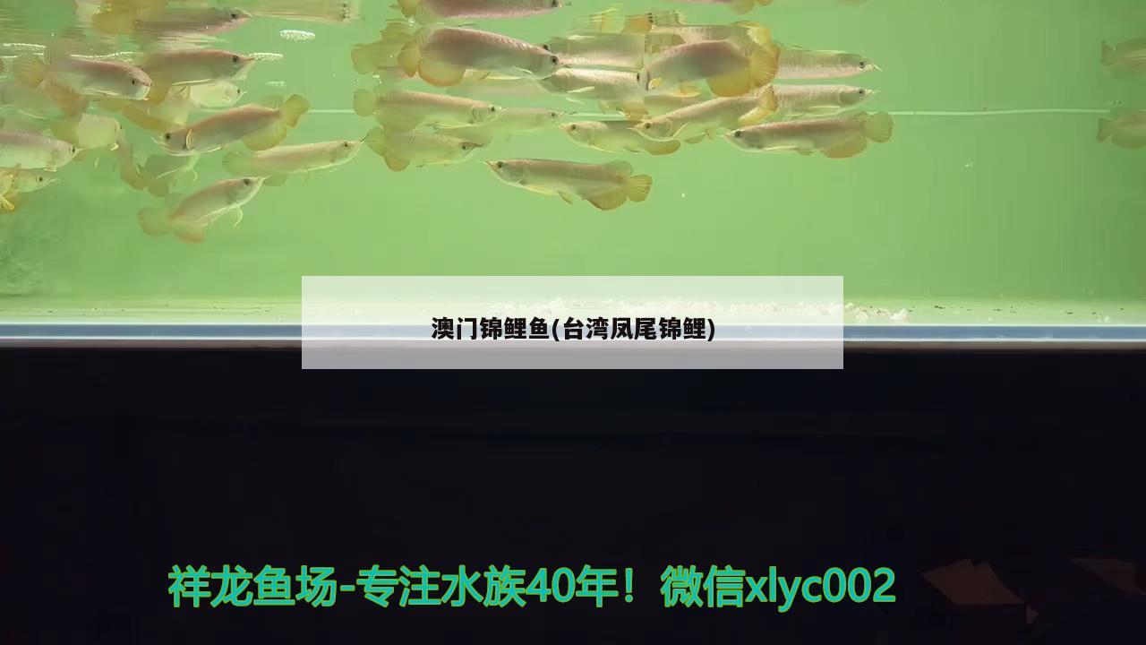 澳門錦鯉魚(臺灣鳳尾錦鯉) 廣州祥龍國際水族貿(mào)易