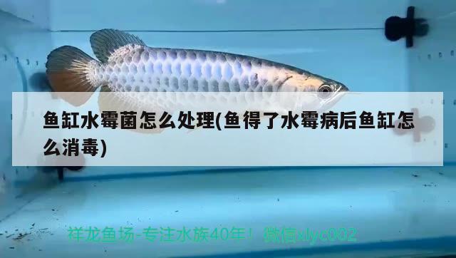 魚缸水霉菌怎么處理(魚得了水霉病后魚缸怎么消毒) 錦鯉魚百科