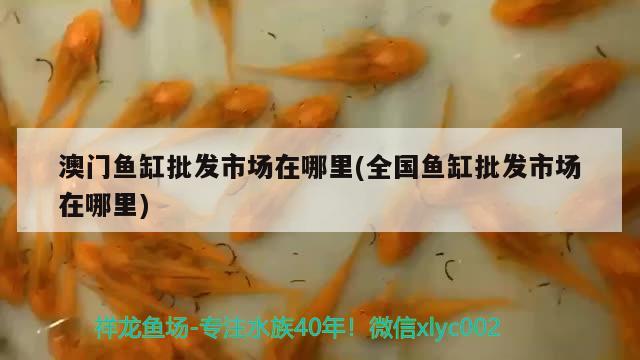 澳門魚缸批發(fā)市場在哪里(全國魚缸批發(fā)市場在哪里) 廣州祥龍國際水族貿(mào)易