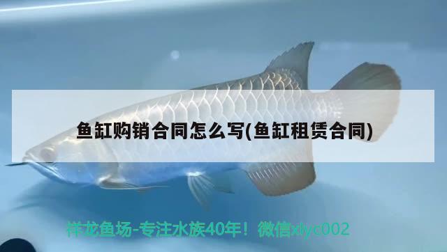 魚缸購銷合同怎么寫(魚缸租賃合同)