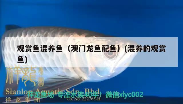 觀賞魚(yú)混養(yǎng)魚(yú)（澳門(mén)龍魚(yú)配魚(yú)）(混養(yǎng)的觀賞魚(yú)) 廣州祥龍國(guó)際水族貿(mào)易