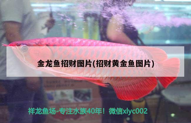 金龍魚招財圖片(招財黃金魚圖片) 水族用品