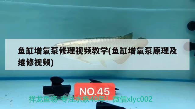 魚缸增氧泵修理視頻教學(xué)(魚缸增氧泵原理及維修視頻) 銀古魚苗