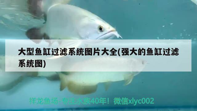 大型魚(yú)缸過(guò)濾系統(tǒng)圖片大全(強(qiáng)大的魚(yú)缸過(guò)濾系統(tǒng)圖)