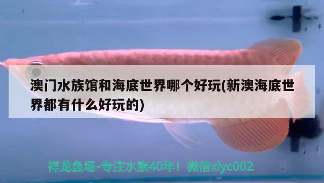 澳門水族館和海底世界哪個(gè)好玩(新澳海底世界都有什么好玩的)