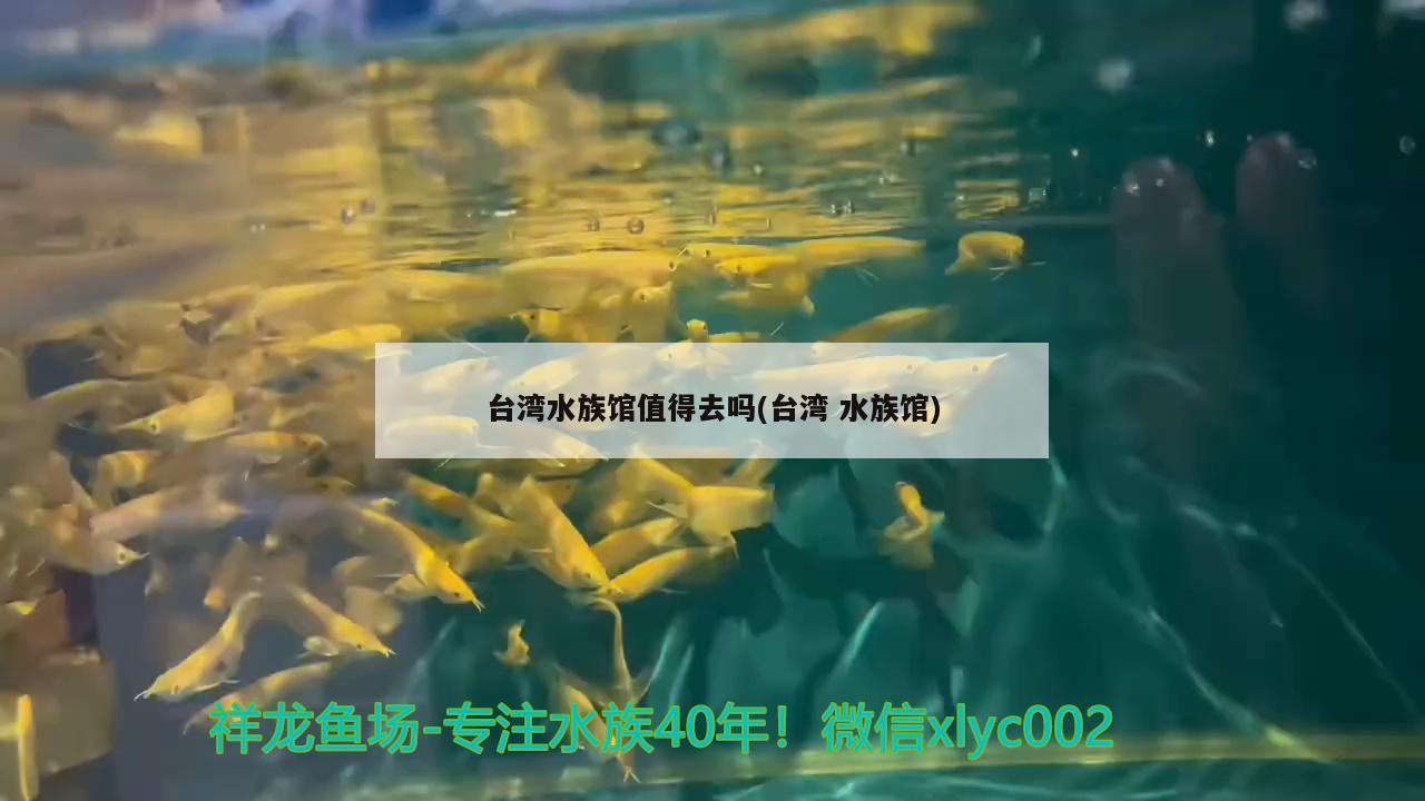 臺(tái)灣水族館值得去嗎(臺(tái)灣水族館) 廣州祥龍國際水族貿(mào)易