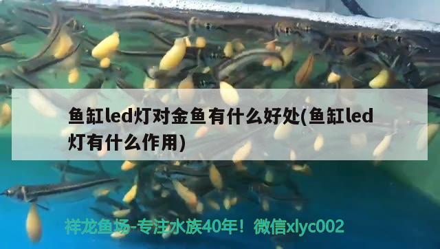 魚(yú)缸led燈對(duì)金魚(yú)有什么好處(魚(yú)缸led燈有什么作用) 觀賞魚(yú)魚(yú)苗