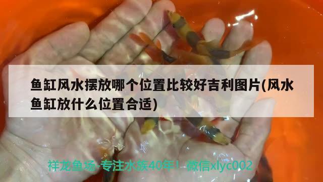 魚缸風(fēng)水?dāng)[放哪個位置比較好吉利圖片(風(fēng)水魚缸放什么位置合適)