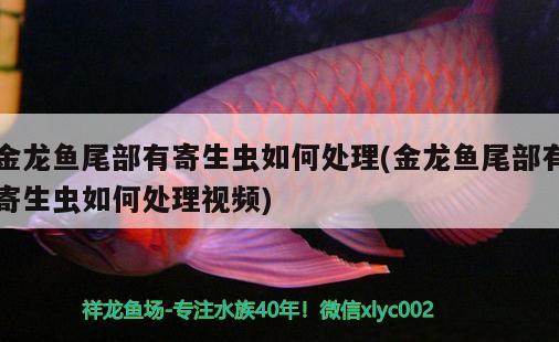 金龍魚(yú)尾部有寄生蟲(chóng)如何處理(金龍魚(yú)尾部有寄生蟲(chóng)如何處理視頻) 魟魚(yú)百科