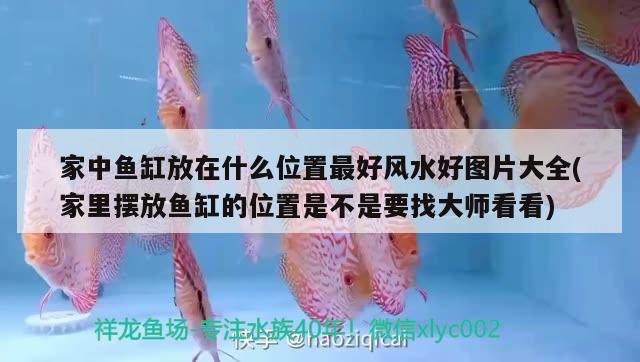 金龍魚有多少個品種，如何區(qū)分各種龍魚