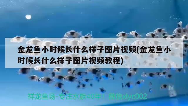 金龍魚小時(shí)候長什么樣子圖片視頻(金龍魚小時(shí)候長什么樣子圖片視頻教程)