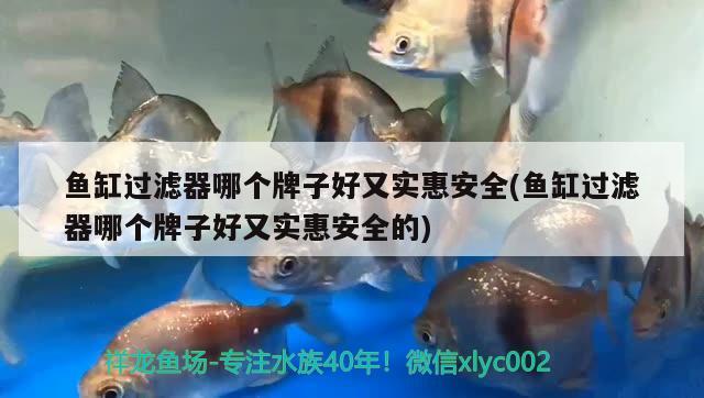 魚缸過濾器哪個牌子好又實惠安全(魚缸過濾器哪個牌子好又實惠安全的) 馬拉莫寶石魚